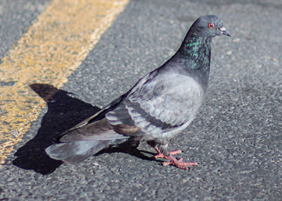 Pigeon Pest Control - Pest Defense Solutions El Paso, TX