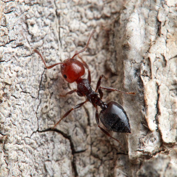 Acrobat ant identification in El Paso Texas - Pest Defense Solutions
