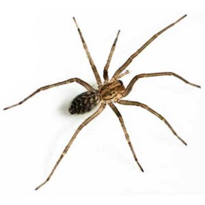 House spider in El Paso Texas - Pest Defense Solutions