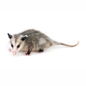 Opossum identification in El Paso Texas - Pest Defense Solutions