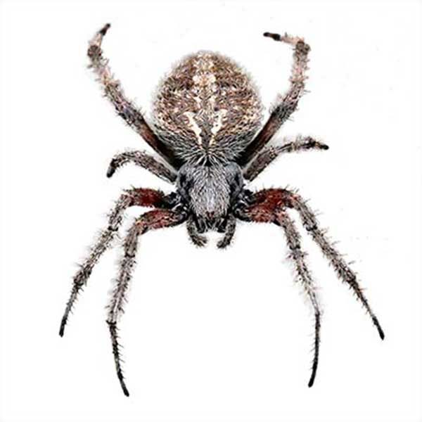 Orb-weaver spider identification in El Paso Texas - Pest Defense Solutions