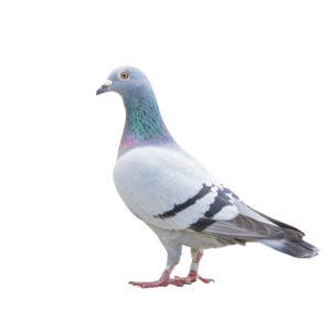 Pigeon identification in El Paso Texas - Pest Defense Solutions