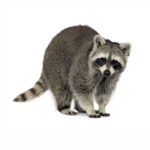 Raccoon identification in El Paso Texas - Pest Defense Solutions