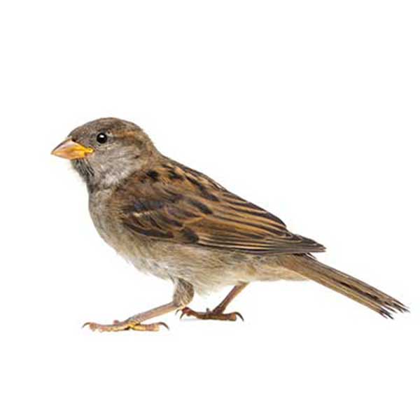 House sparrow identification in El Paso Texas - Pest Defense Solutions