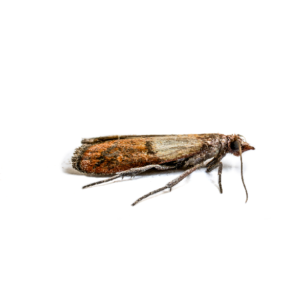 Indian meal moth identification in El Paso Texas - Pest Defense Solutions