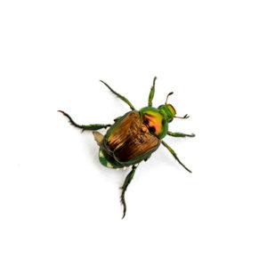 Japanese beetle identification in El Paso Texas - Pest Defense Solutions