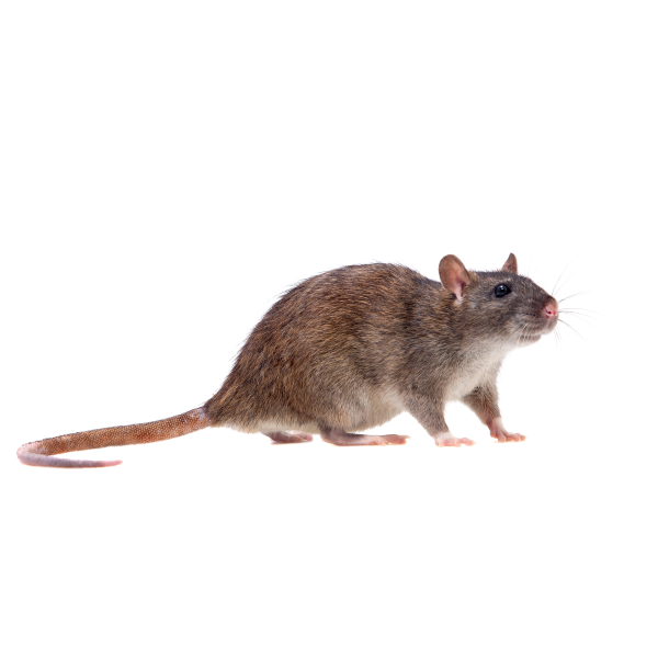 Norway rat identification in El Paso Texas - Pest Defense Solutions