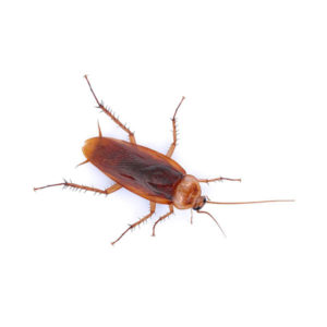 American cockroach identification in El Paso Texas - Pest Defense Solutions