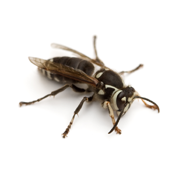 Bald-faced hornet identification in El Paso Texas - Pest Defense Solutions