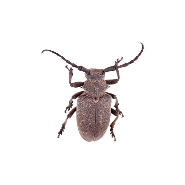 Bark beetle identification in El Paso Texas - Pest Defense Solutions
