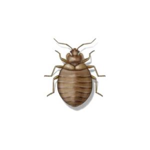 Bed bug identification in El Paso Texas - Pest Defense Solutions