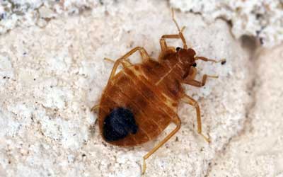 Bed bug identification at Pest Defense Solutions in El Paso Texas