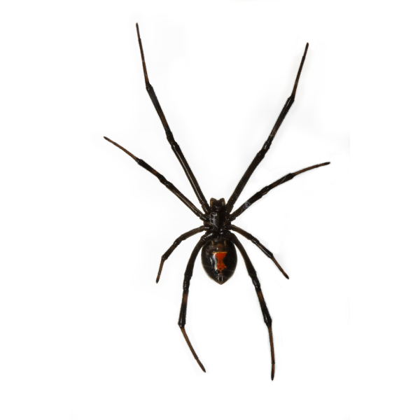 Black widow spider identification in El Paso Texas - Pest Defense Solutions