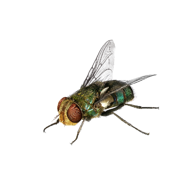Blow fly identification in El Paso Texas - Pest Defense Solutions