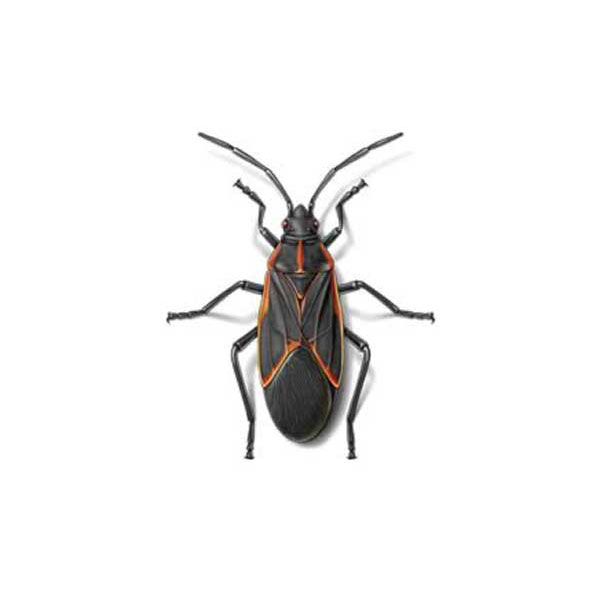 Boxelder bug identification in El Paso Texas - Pest Defense Solutions