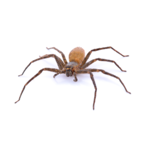 Brown recluse spider identification in El Paso Texas - Pest Defense Solutions