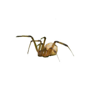 Brown widow spider identification in El Paso Texas - Pest Defense Solutions