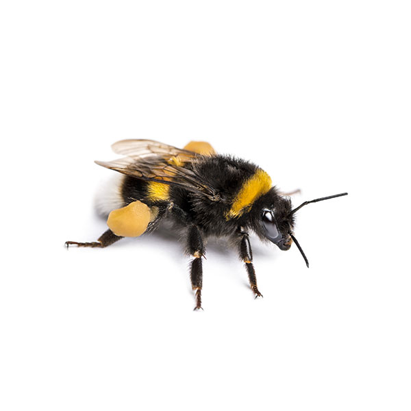Bumblebee identification in El Paso Texas - Pest Defense Solutions