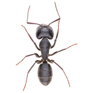 Carpenter ant identification in El Paso Texas - Pest Defense Solutions