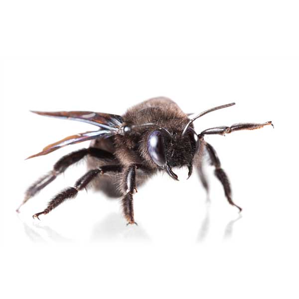 Carpenter bee identification in El Paso Texas - Pest Defense Solutions