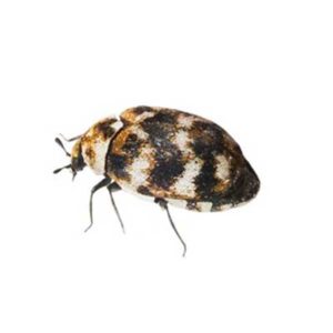 Carpet beetle identification in El Paso Texas - Pest Defense Solutions