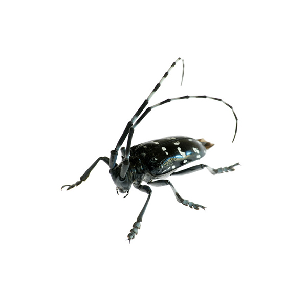 Citrus long-horned beetle identification in El Paso Texas - Pest Defense Solutions