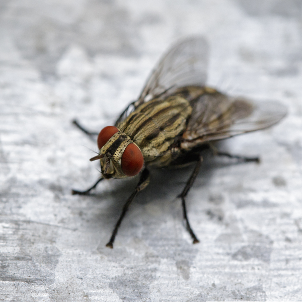 Cluster fly identification in El Paso - Pest Defense Solutions