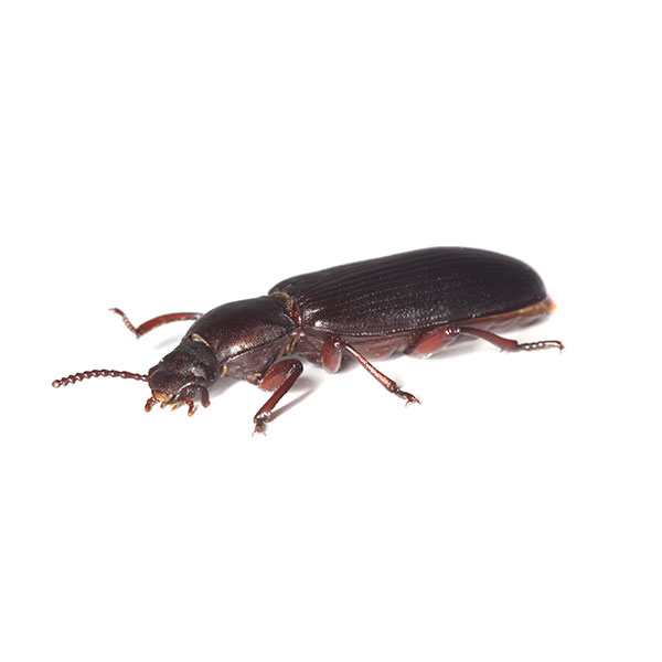 Confused flour beetle identification in El Paso Texas - Pest Defense Solutions