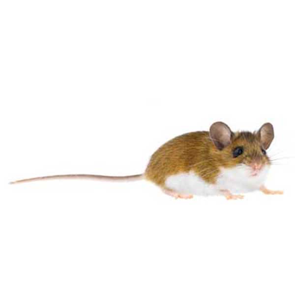 Deer mouse identification in El Paso Texas - Pest Defense Solutions