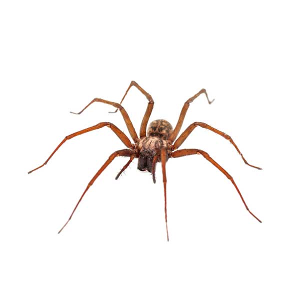 House spider identification in El Paso Texas - Pest Defense Solutions
