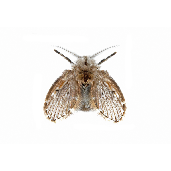 Drain fly identification in El Paso Texas - Pest Defense Solutions
