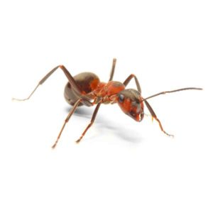 Field ant identification in El Paso Texas - Pest Defense Solutions