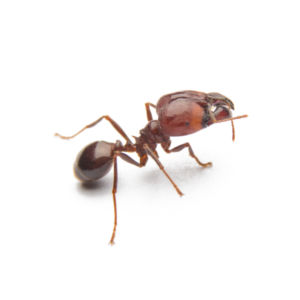 Fire ant identification in El Paso Texas - Pest Defense Solutions