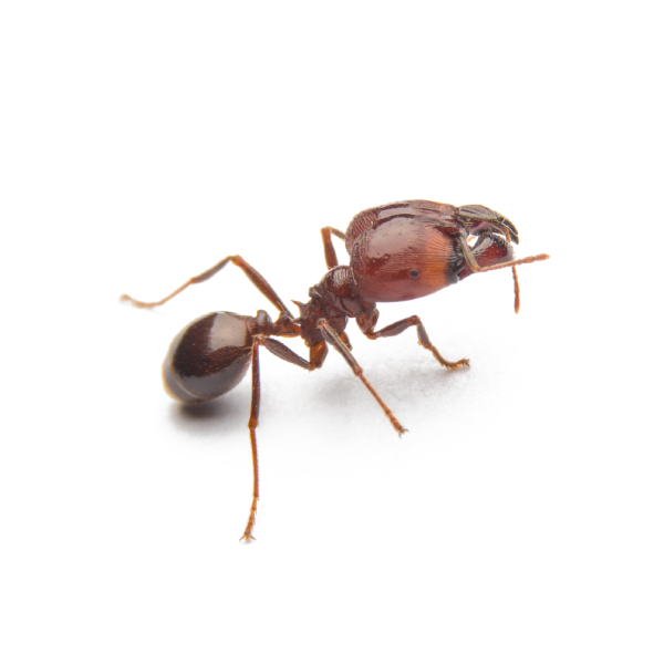 Fire Ant Identification, Habits & Behavior | Pest Defense Solutions