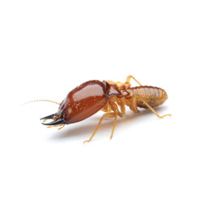 Formosan termite identification in El Paso Texas - Pest Defense Solutions