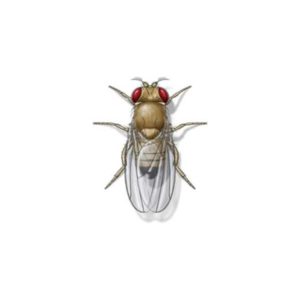Fruit fly identification in El Paso Texas - Pest Defense Solutions