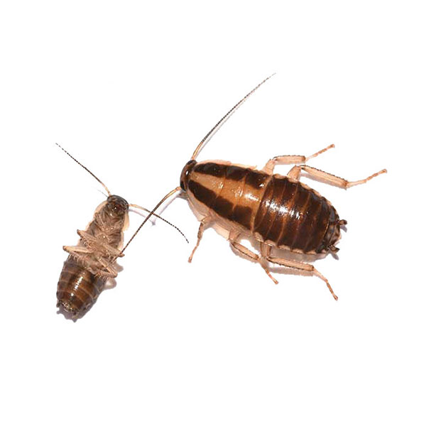 German cockroach identification in El Paso Texas - Pest Defense Solutions