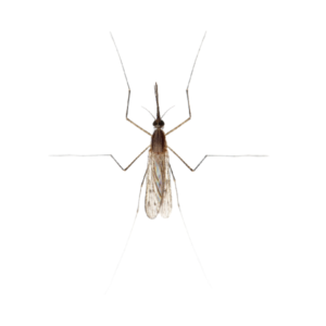 Gnat fly identification in El Paso Texas - Pest Defense Solutions