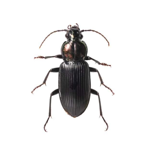 Ground beetle identification in El Paso Texas - Pest Defense Solutions