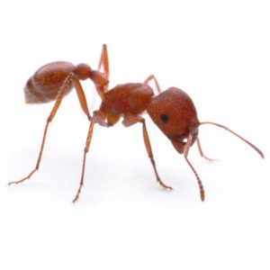 Harvester ant identification in El Paso Texas - Pest Defense Solutions