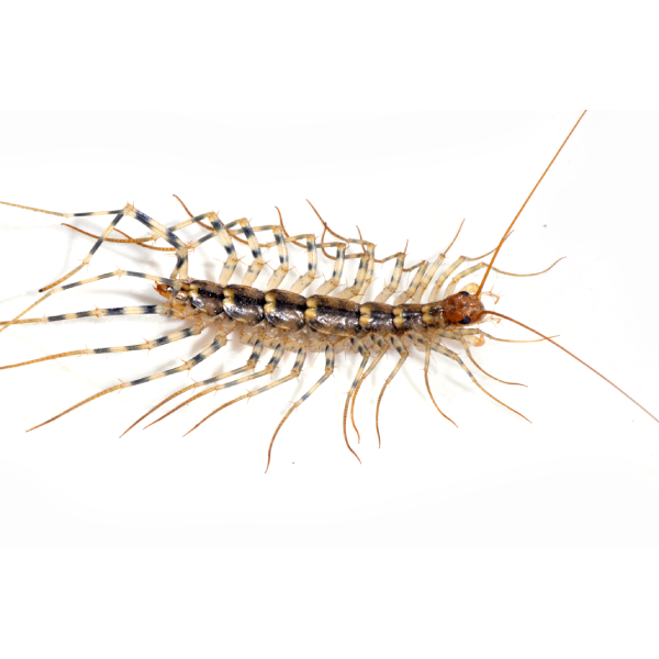 House centipede identification in El Paso Texas - Pest Defense Solutions