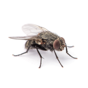House fly identification in El Paso Texas - Pest Defense Solutions