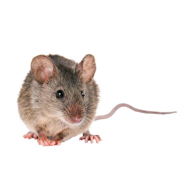 House mouse identification in El Paso Texas - Pest Defense Solutions