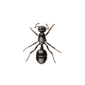 Little black ant identification in El Paso Texas - Pest Defense Solutions