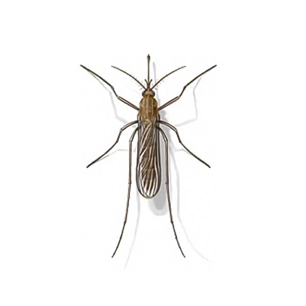Mosquito identification in El Paso Texas - Pest Defense Solutions