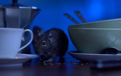 Learn about the Dangers of Rodents in Texas with Pest Defense Solutions in El Paso