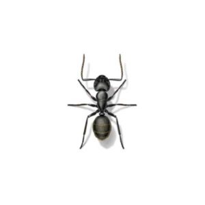 Odorous house ant identification in El Paso Texas - Pest Defense Solutions