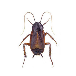 Oriental cockroach identification in El Paso Texas - Pest Defense Solutions