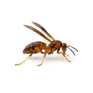 Paper wasp identification in El Paso Texas - Pest Defense Solutions