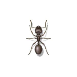 Pavement ant identification in El Paso Texas - Pest Defense Solutions